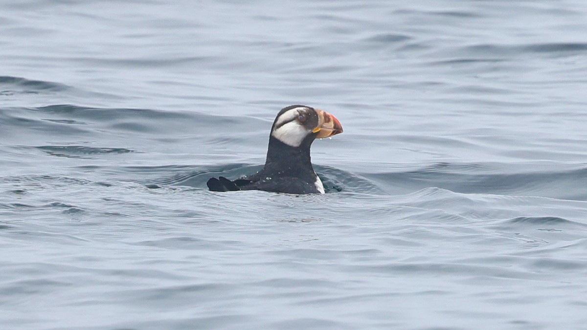 Horned Puffin - ML620197479