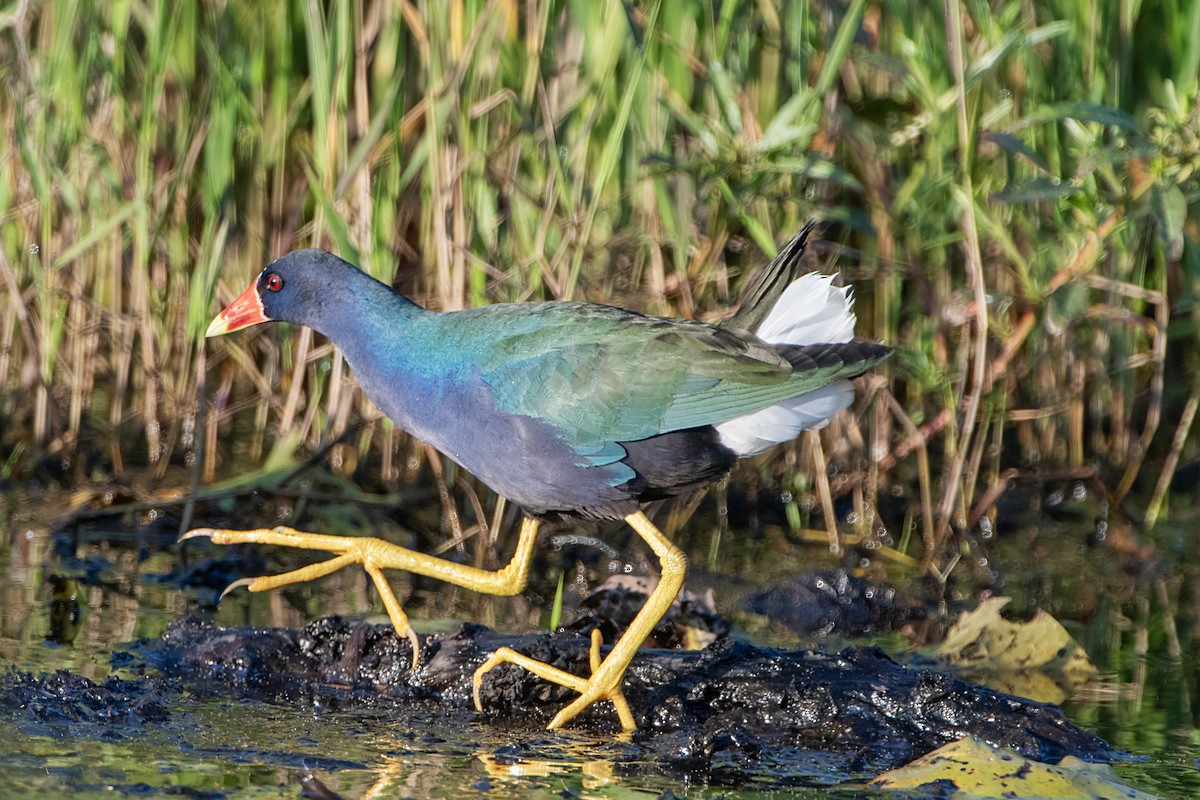 Purple Gallinule - ML620197494