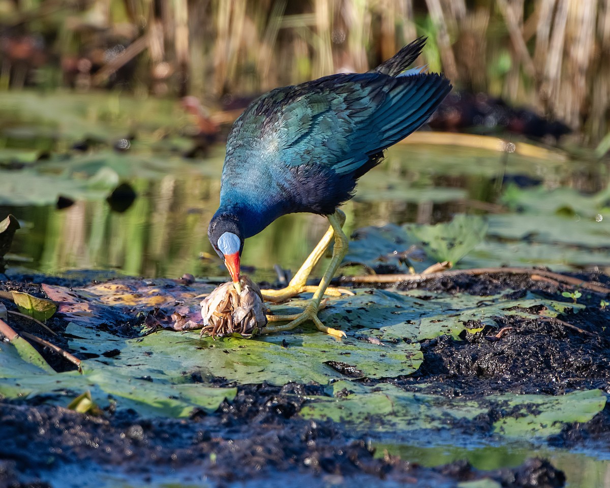 Purple Gallinule - ML620197495