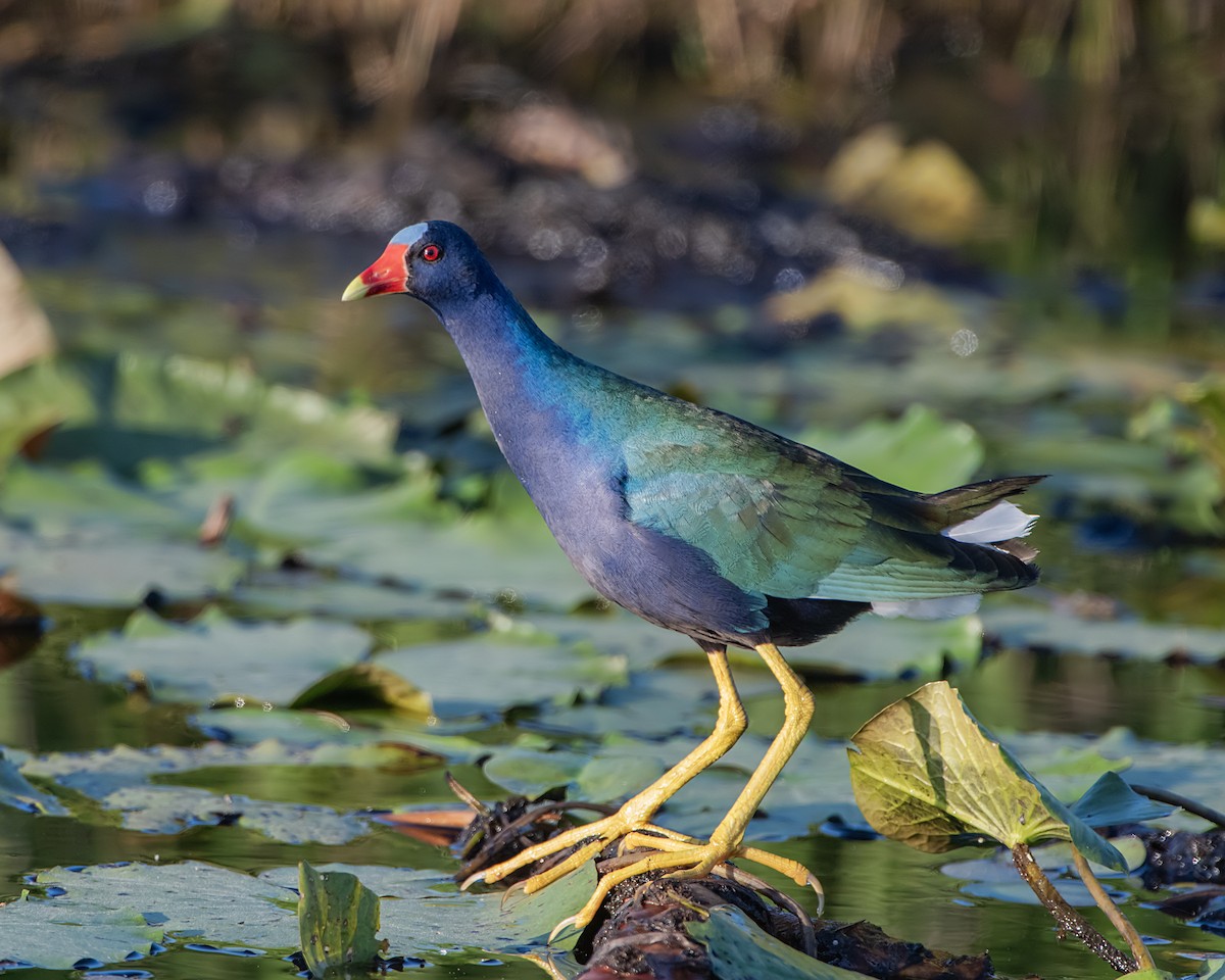 Purple Gallinule - ML620197496