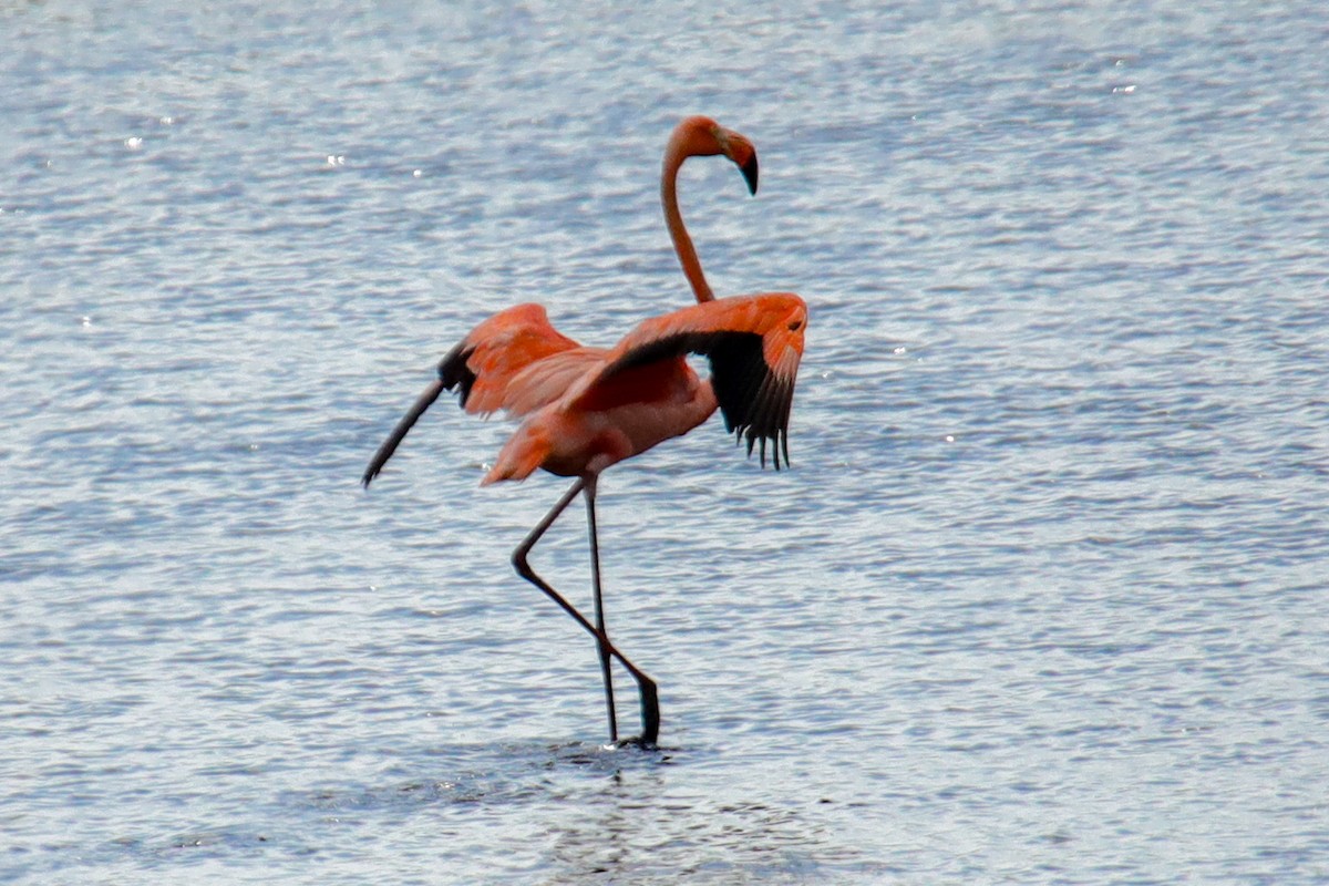 American Flamingo - ML620197503