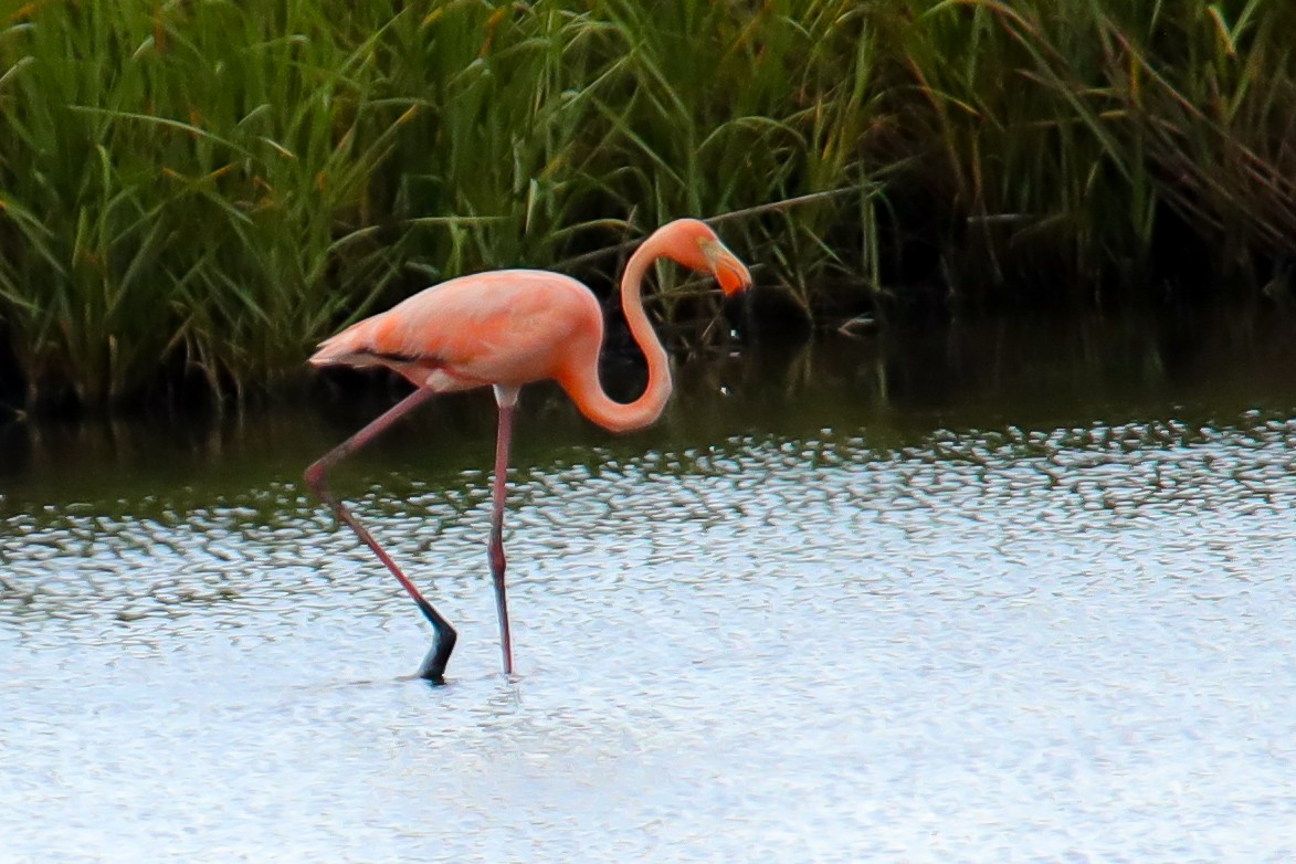 American Flamingo - ML620197505