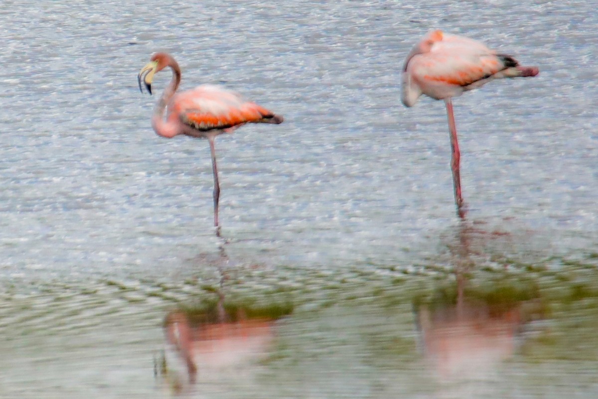 American Flamingo - ML620197506