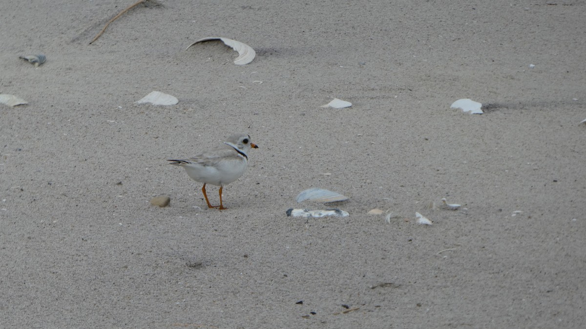 Piping Plover - ML620197507