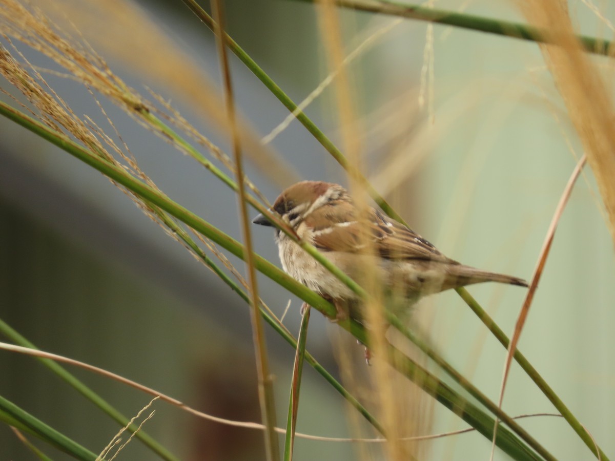 Eurasian Tree Sparrow - ML620197511