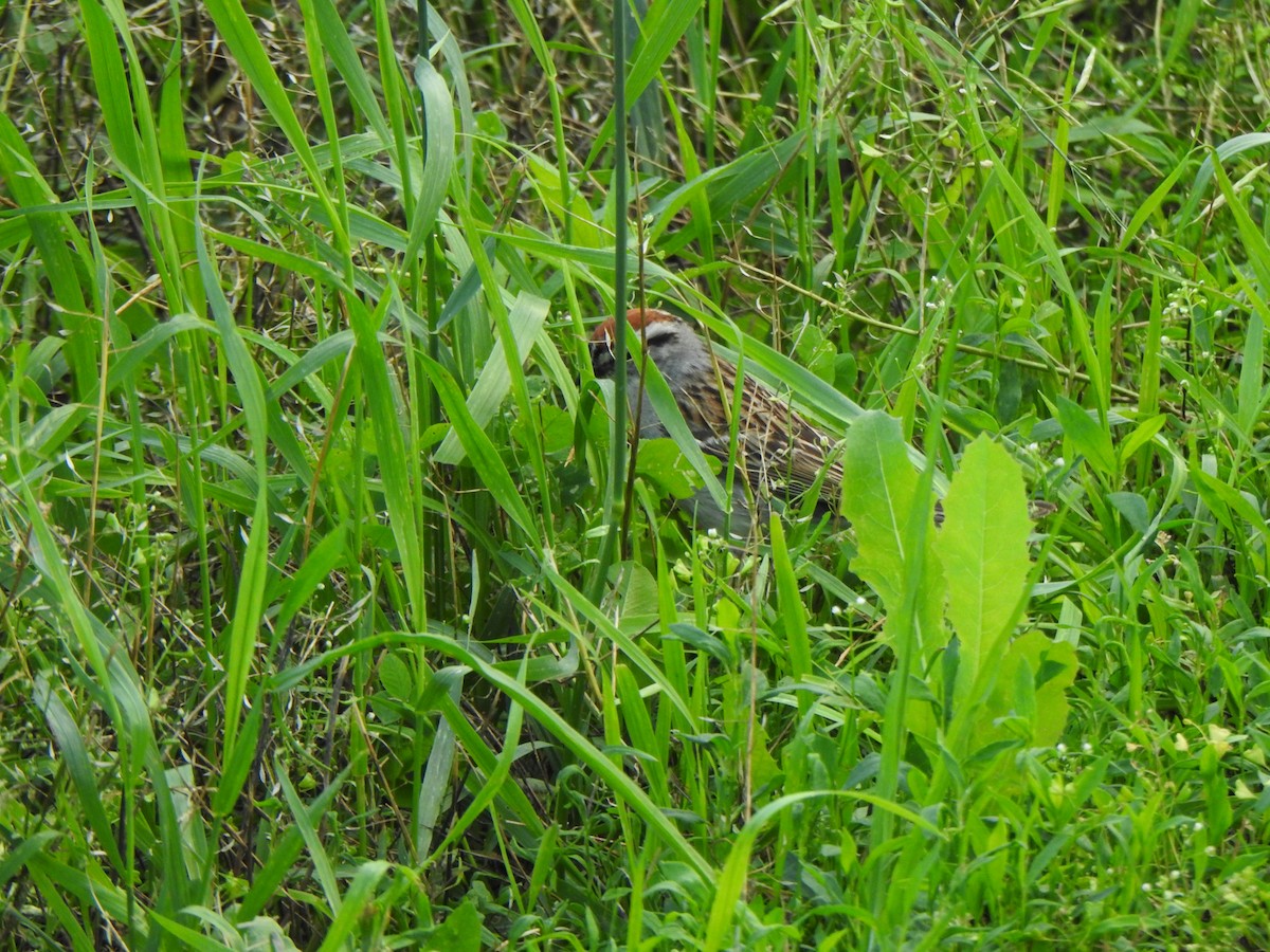 Chipping Sparrow - ML620197514