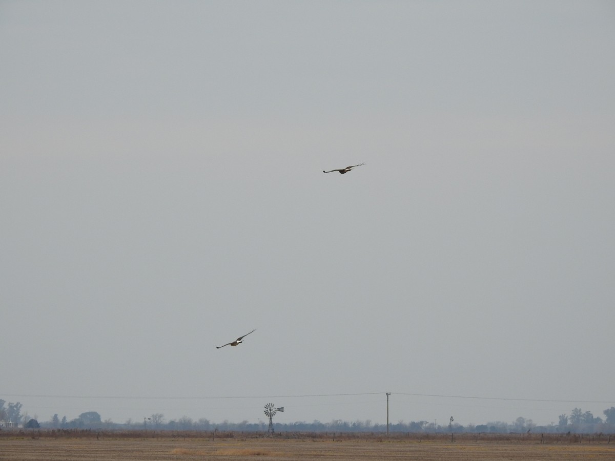 White-tailed Hawk - Carlos Galvan