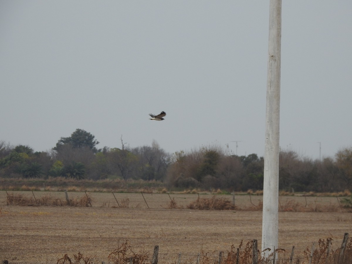 White-tailed Hawk - ML620197519