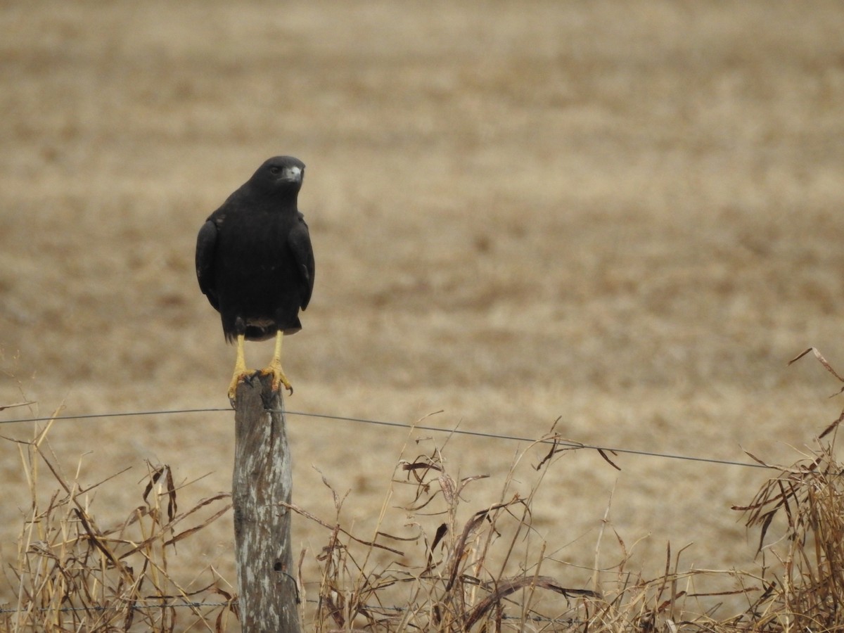 White-tailed Hawk - ML620197526