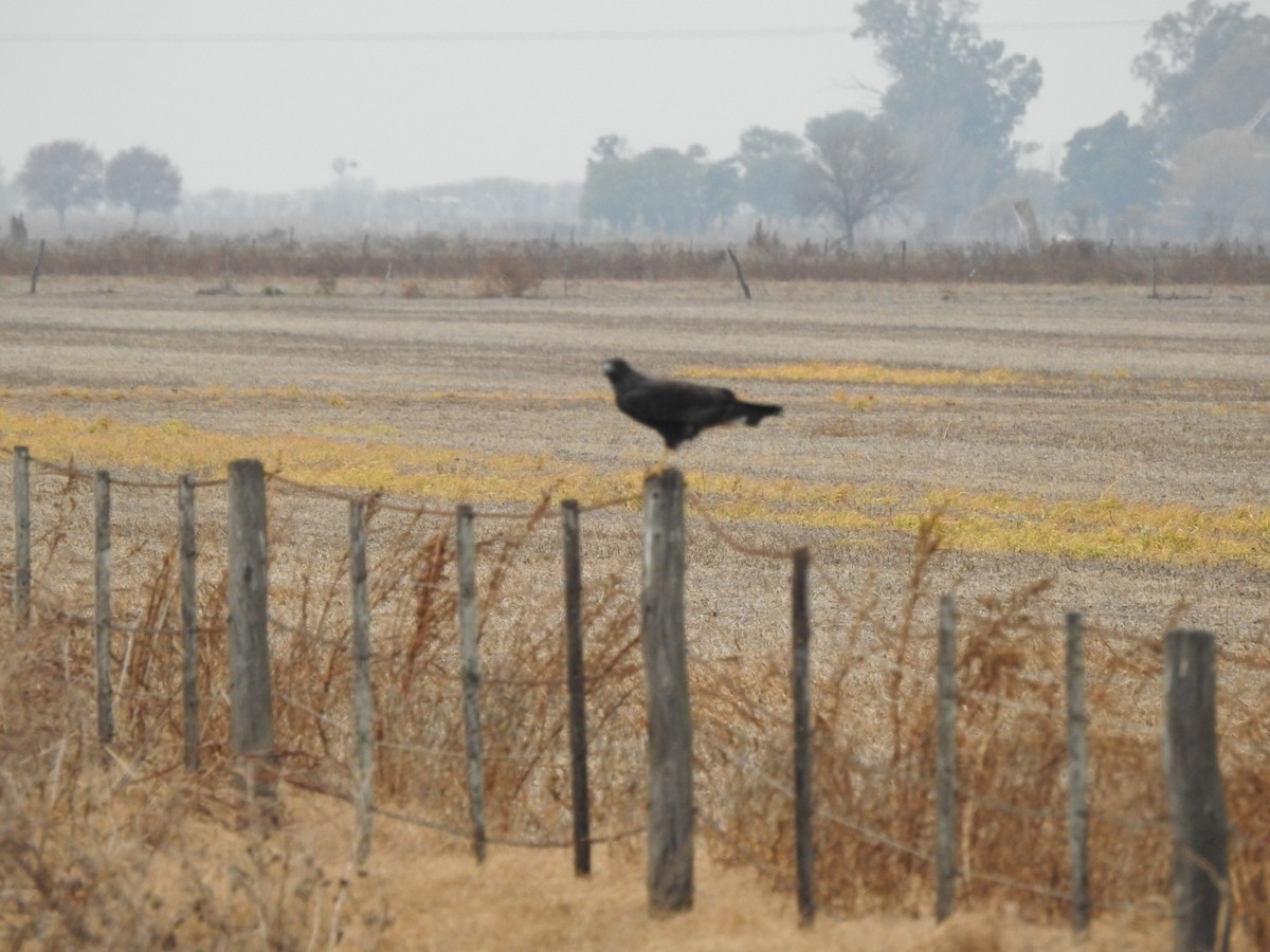 White-tailed Hawk - ML620197529