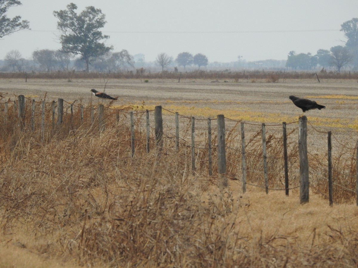 White-tailed Hawk - ML620197530