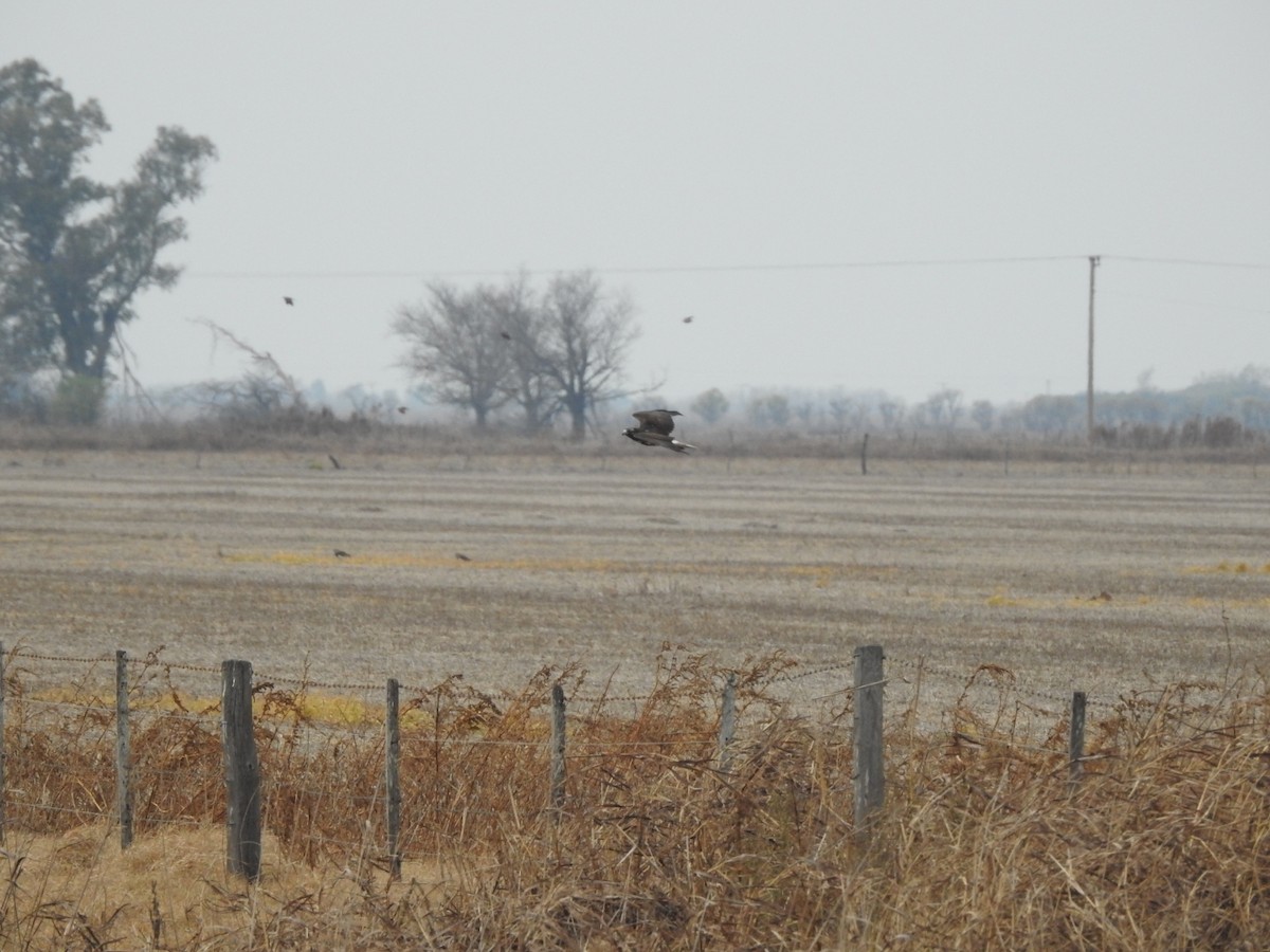 White-tailed Hawk - ML620197531