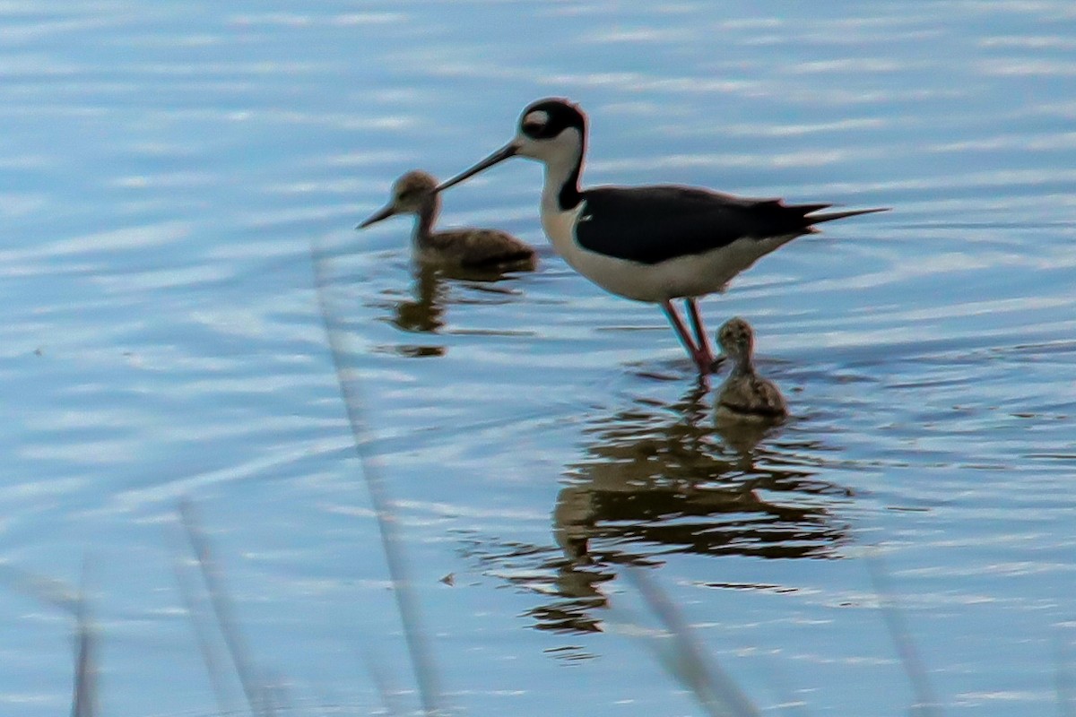 Black-necked Stilt - ML620197538