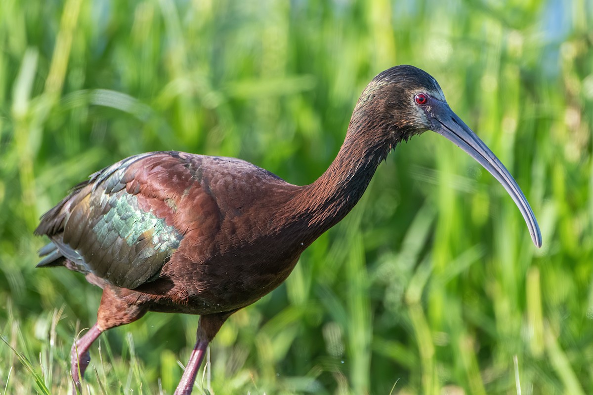 Ibis à face blanche - ML620197540