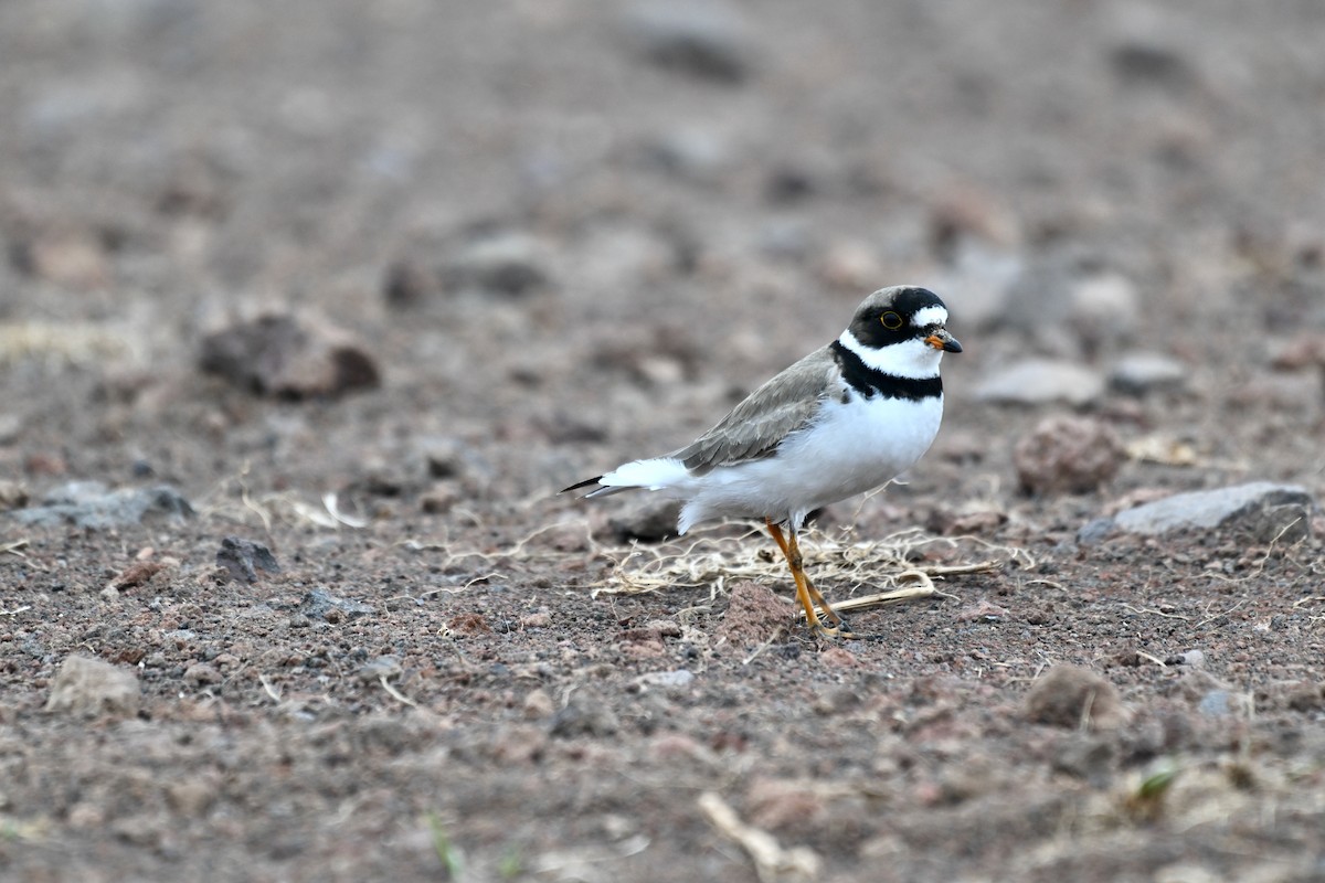 Semipalmated Plover - ML620197542