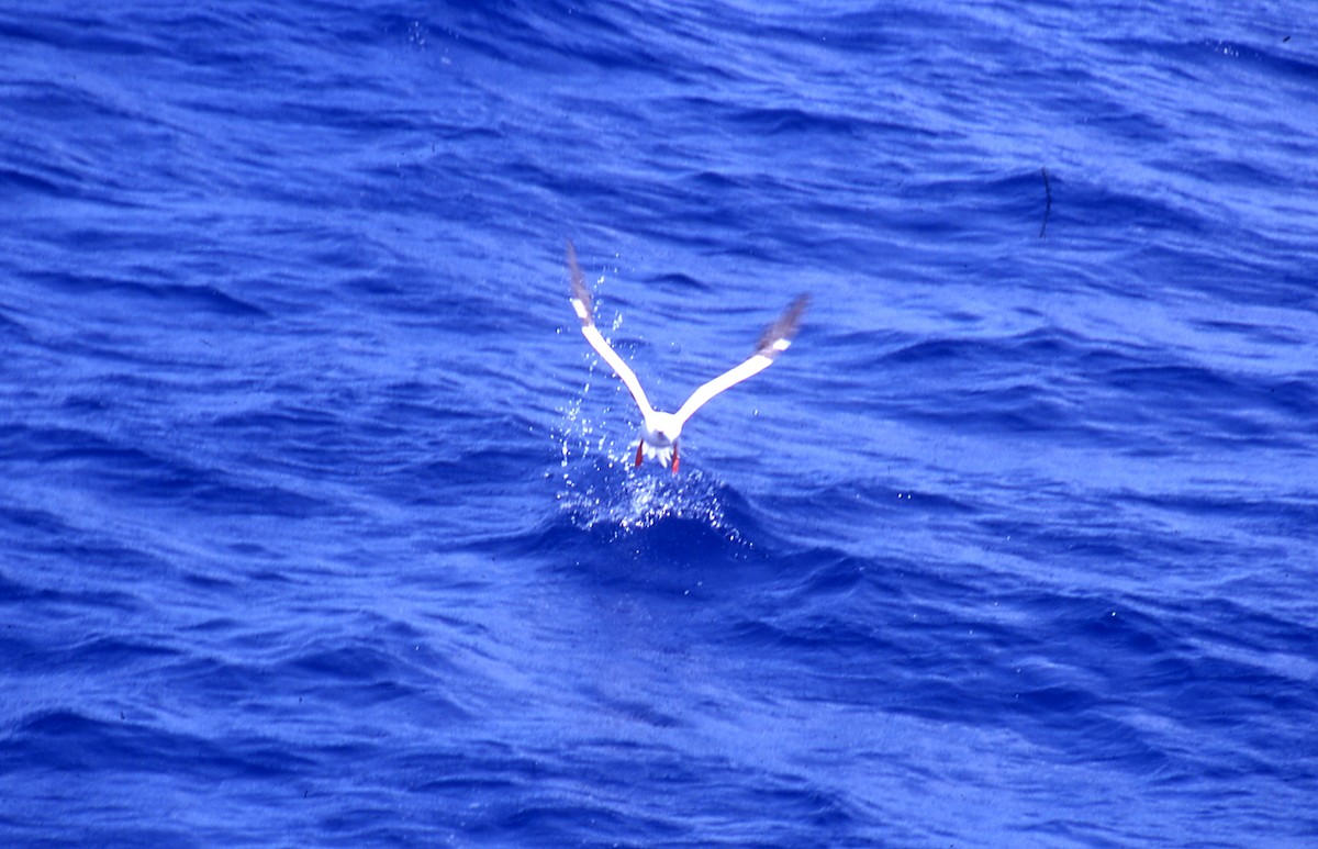 Red-footed Booby - ML620197555