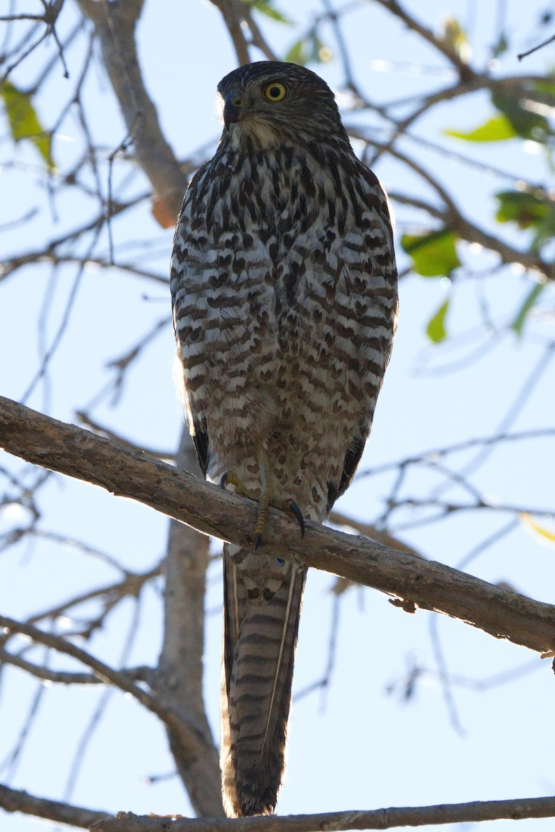 Brown Goshawk - ML620197556