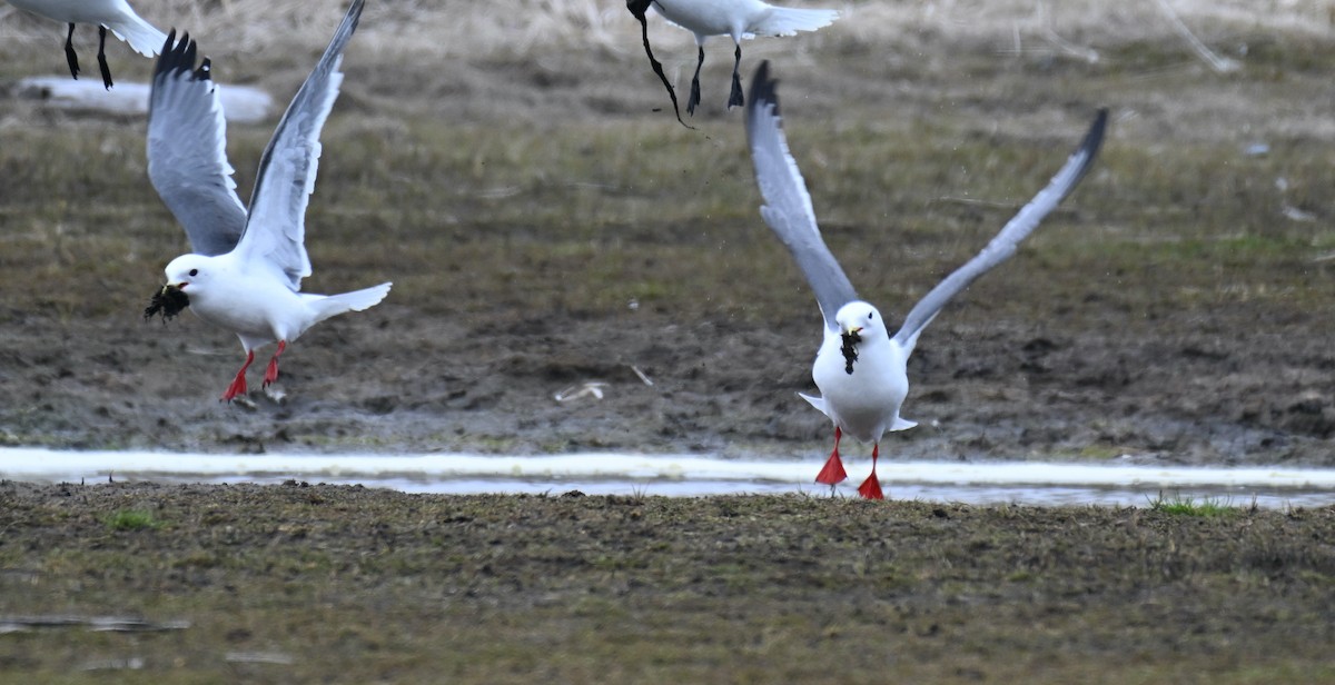 Red-legged Kittiwake - ML620197565