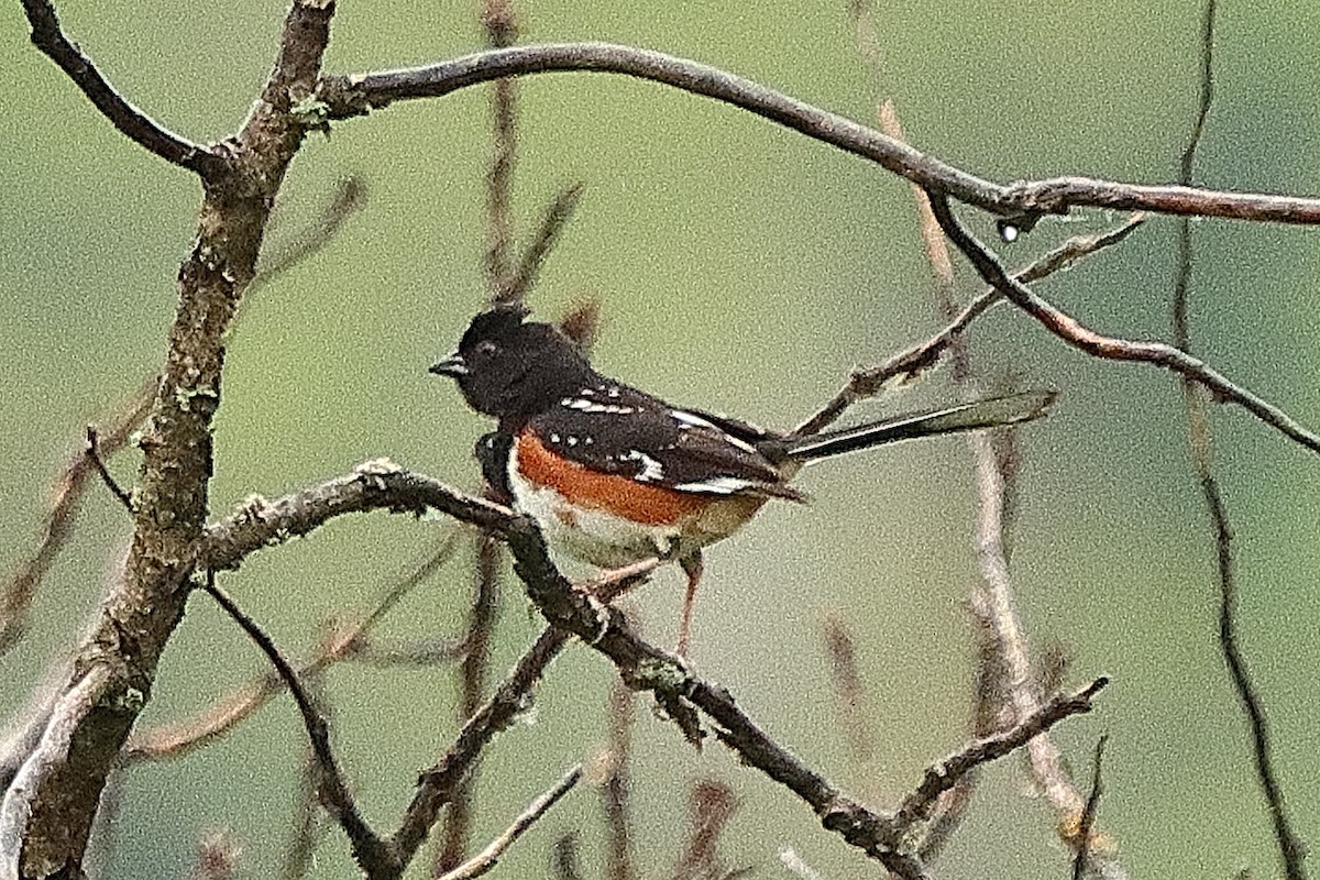 Spotted x Eastern Towhee (hybrid) - ML620197567