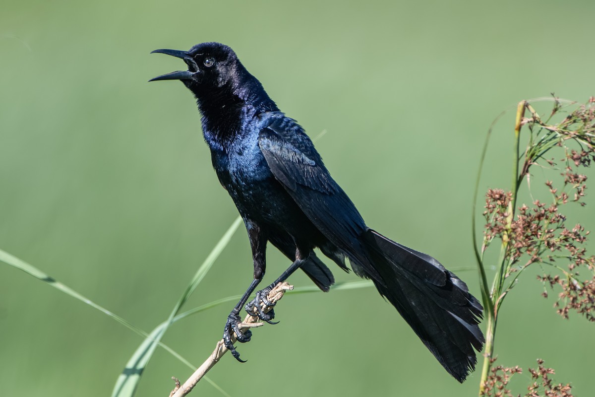 Boat-tailed/Great-tailed Grackle - ML620197570