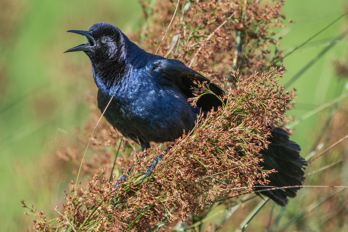 Boat-tailed/Great-tailed Grackle - ML620197571