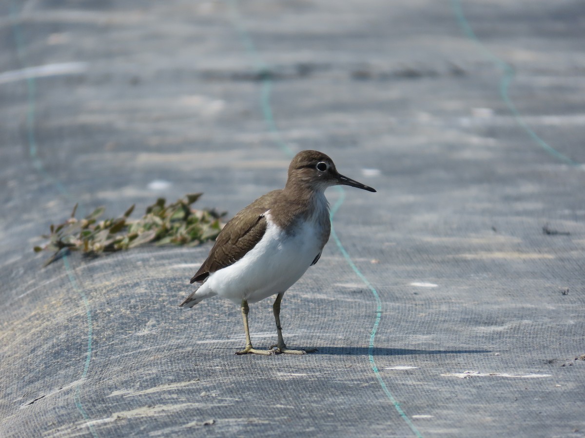 Common Sandpiper - ML620197572