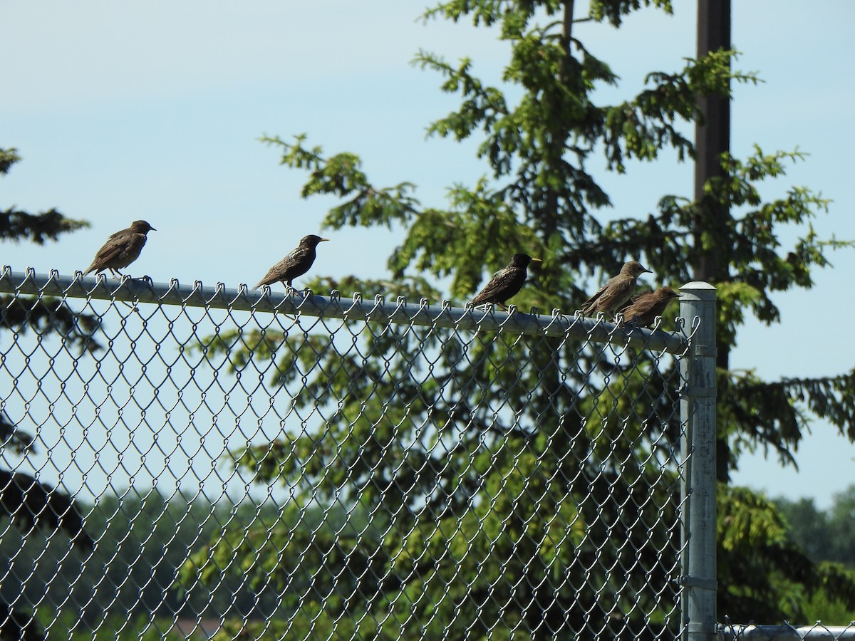 European Starling - ML620197573