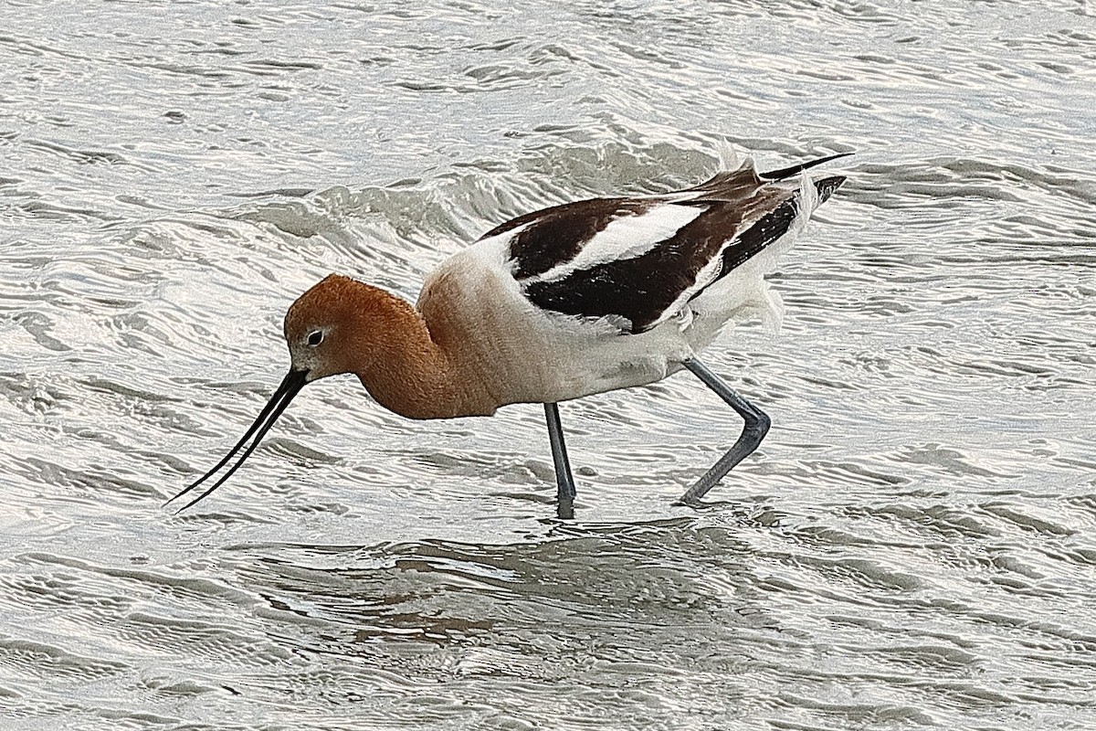 American Avocet - ML620197586