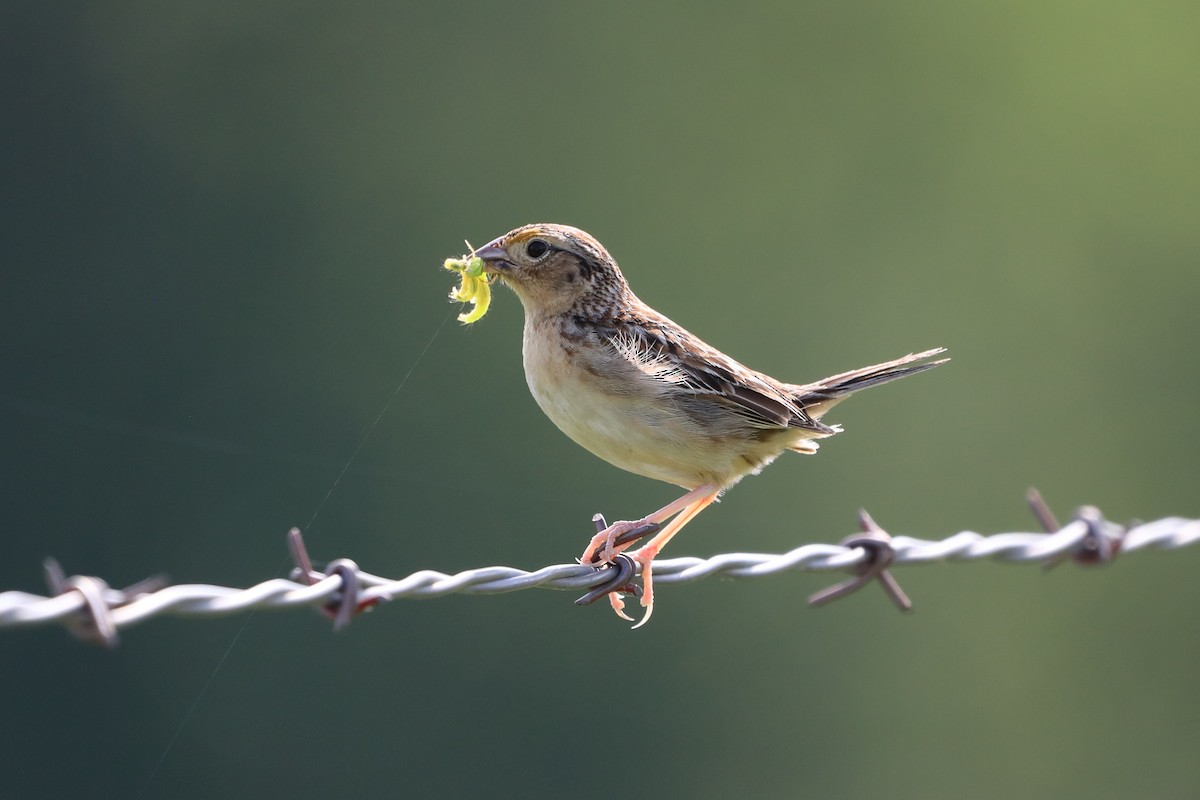 Grasshopper Sparrow - Linda Kavanaugh