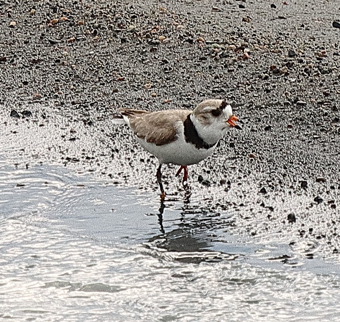 Piping Plover - ML620197588