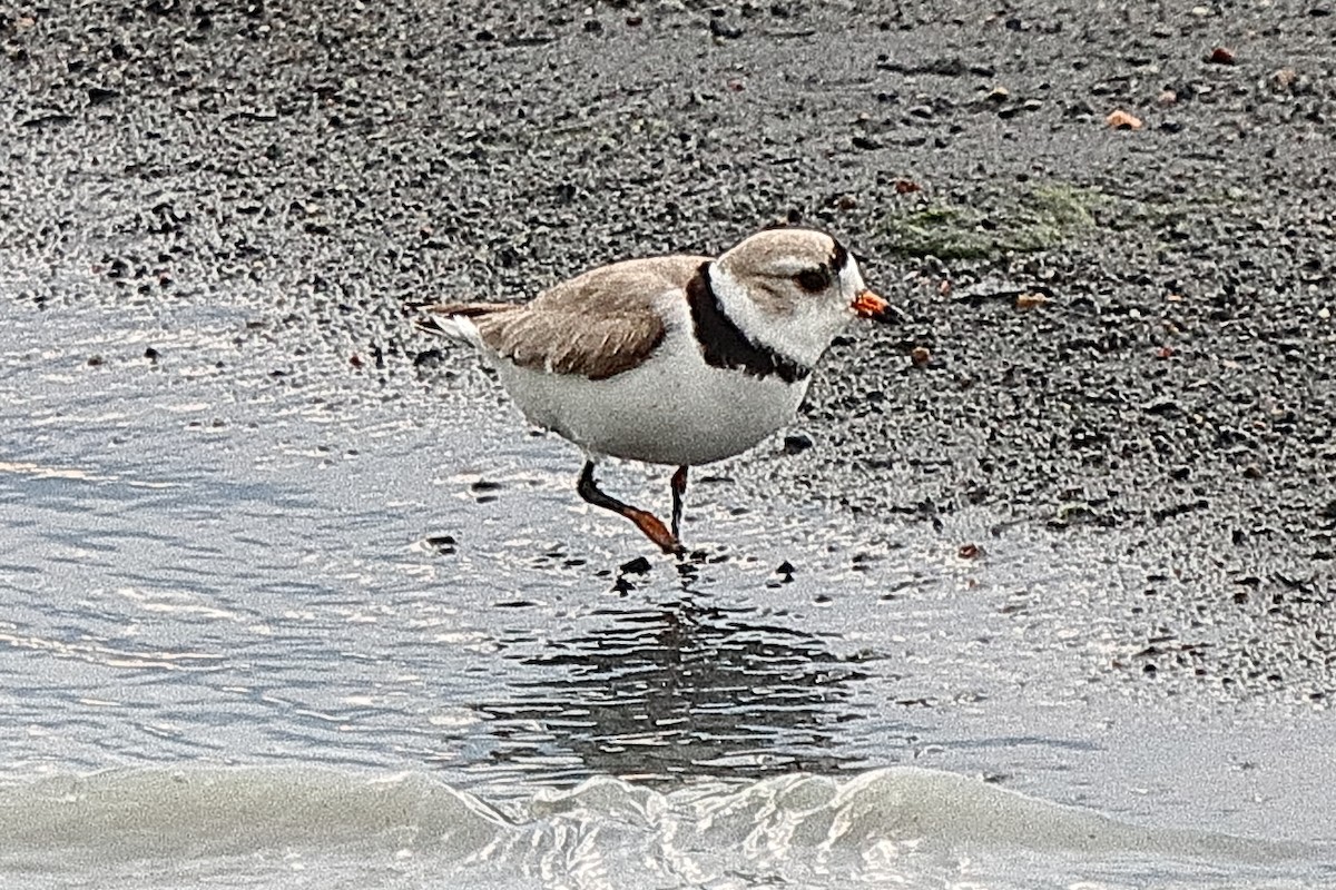 Piping Plover - ML620197591