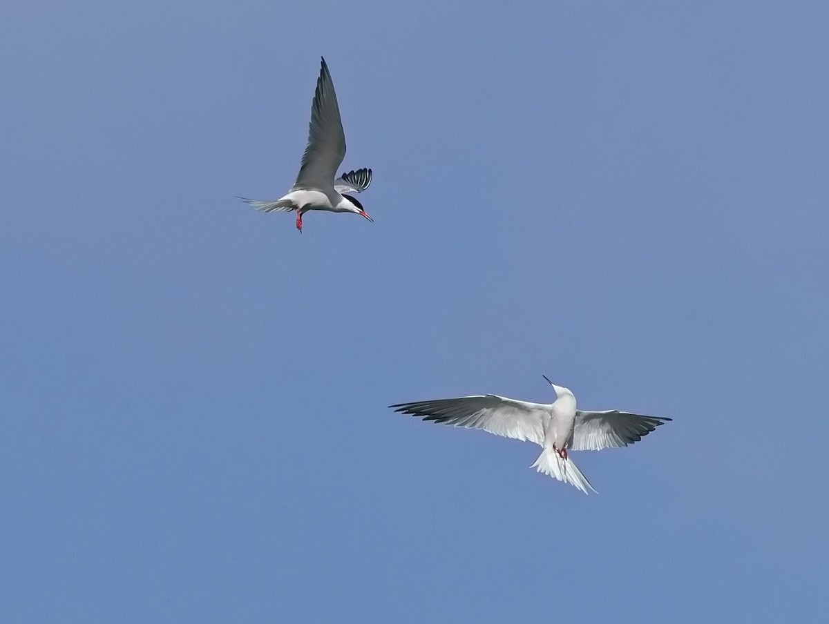 Common Tern - ML620197592