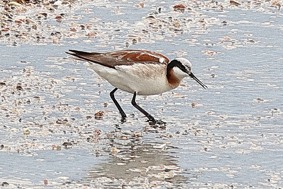 Wilson's Phalarope - ML620197595