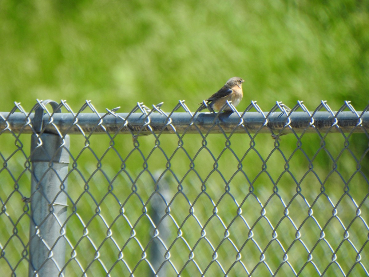 Eastern Bluebird - ML620197599