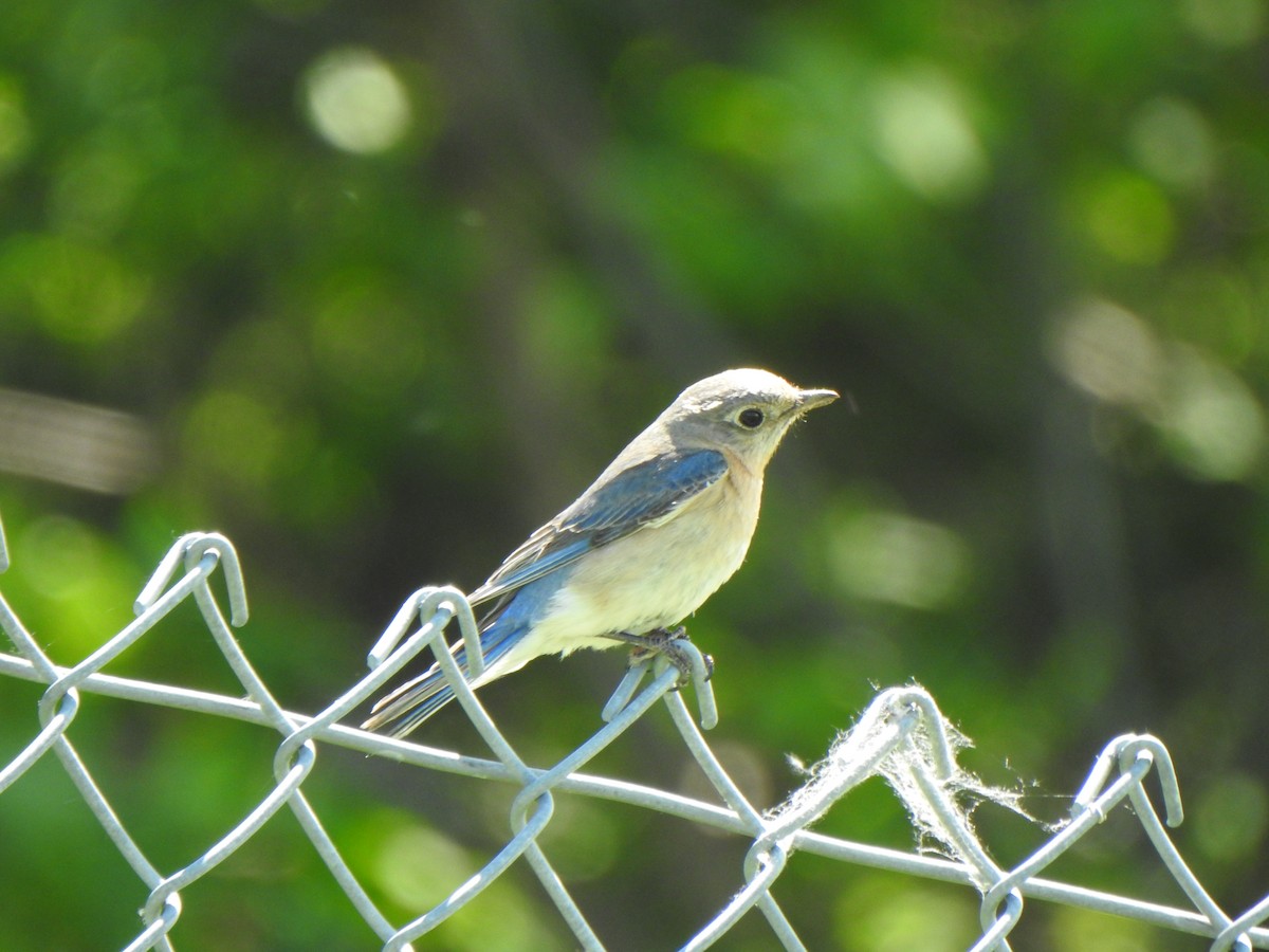 Eastern Bluebird - ML620197600