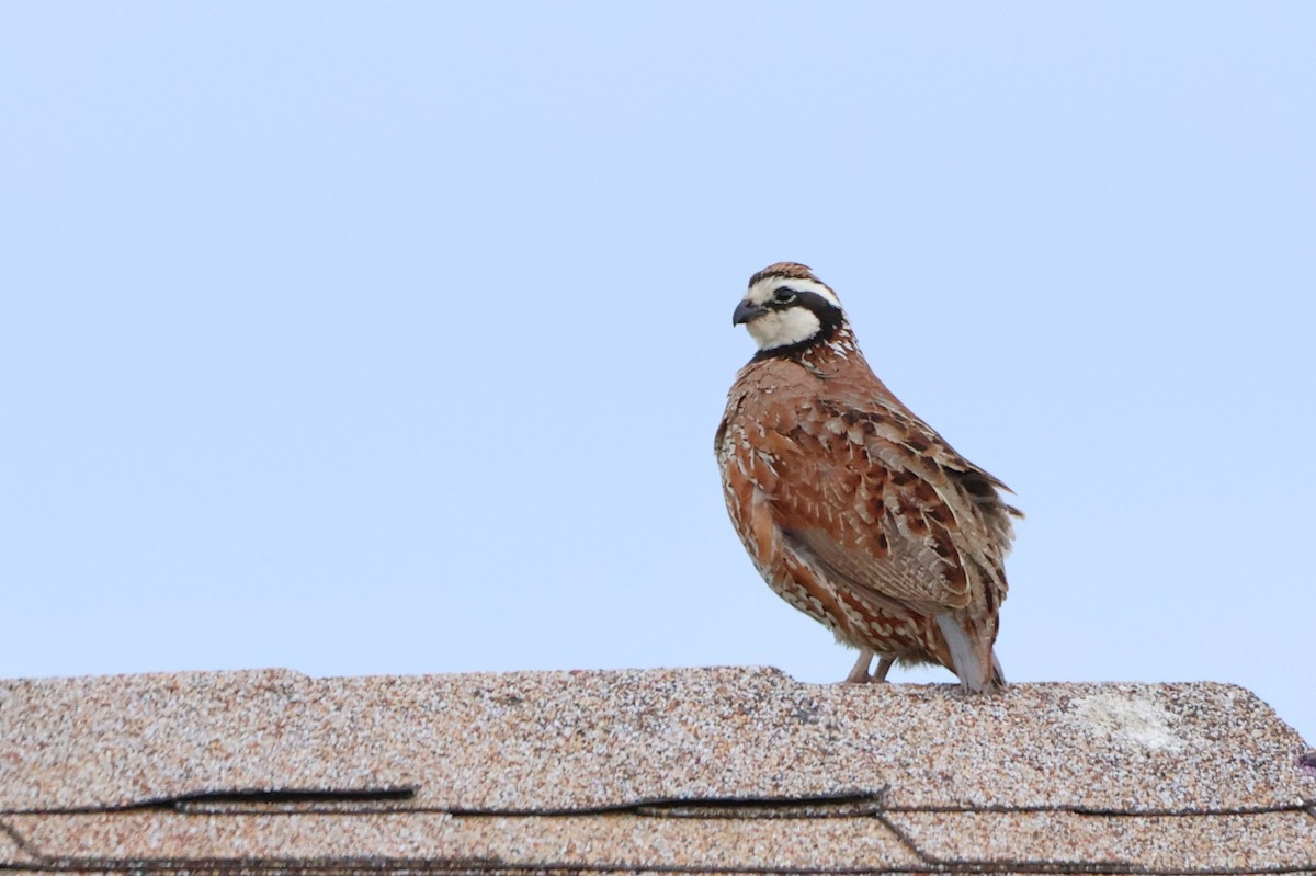 Northern Bobwhite - ML620197612