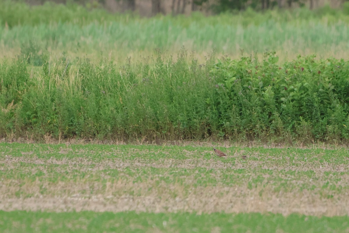 Northern Bobwhite - ML620197613