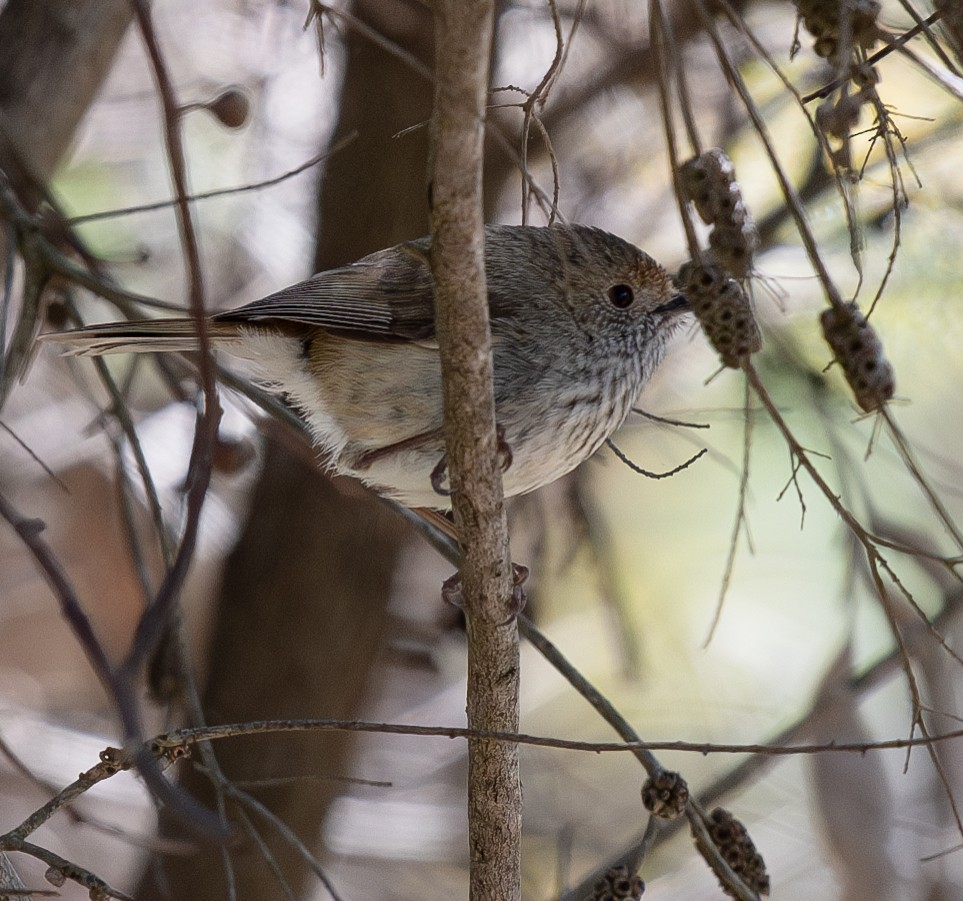 Brown Thornbill - ML620197615