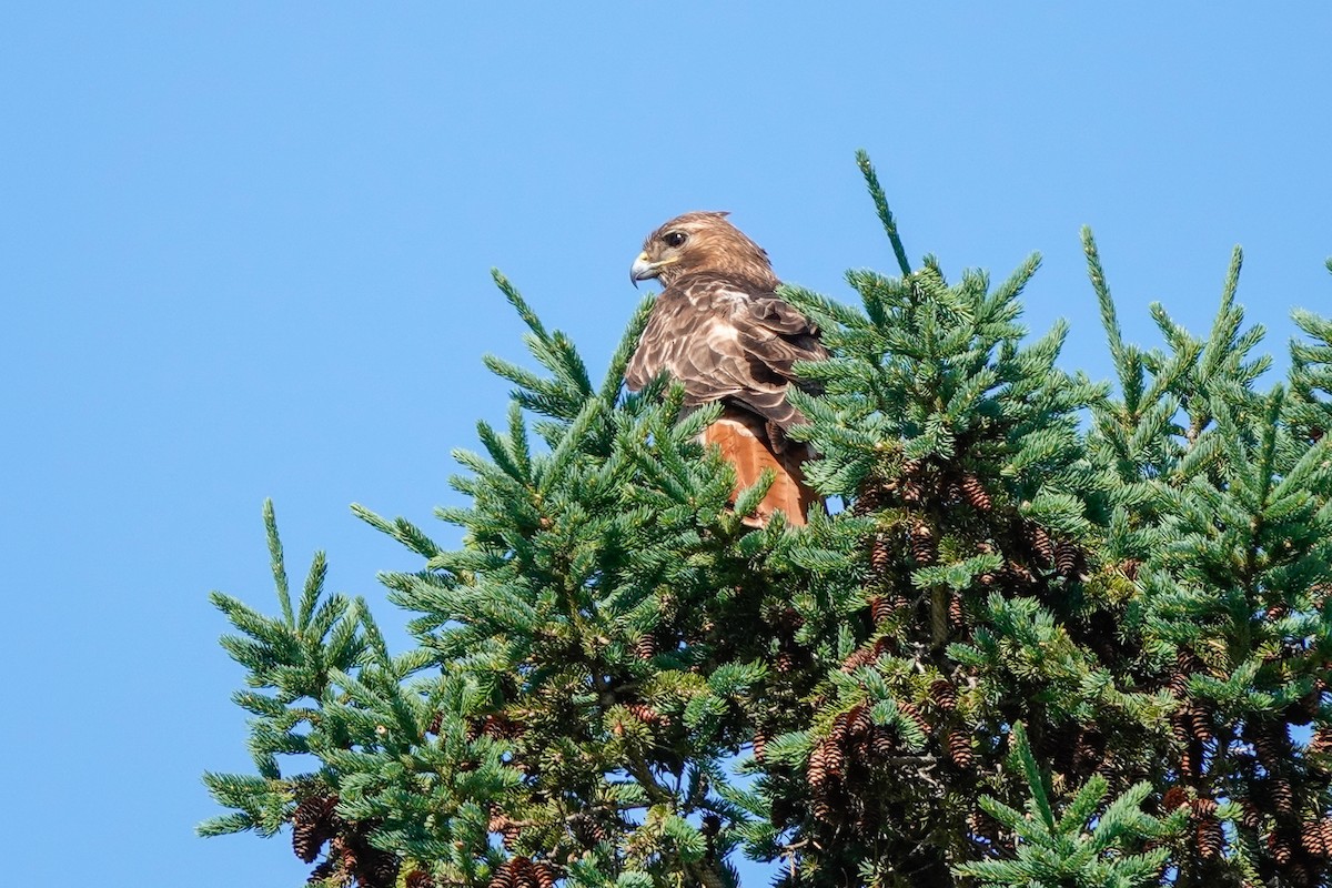 Red-tailed Hawk - ML620197629