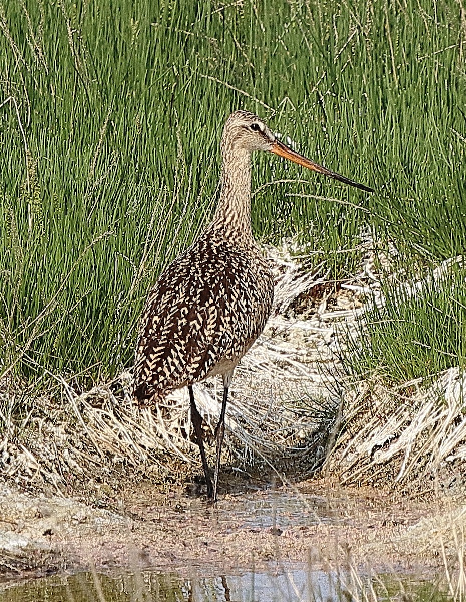 Marbled Godwit - Brian Cox