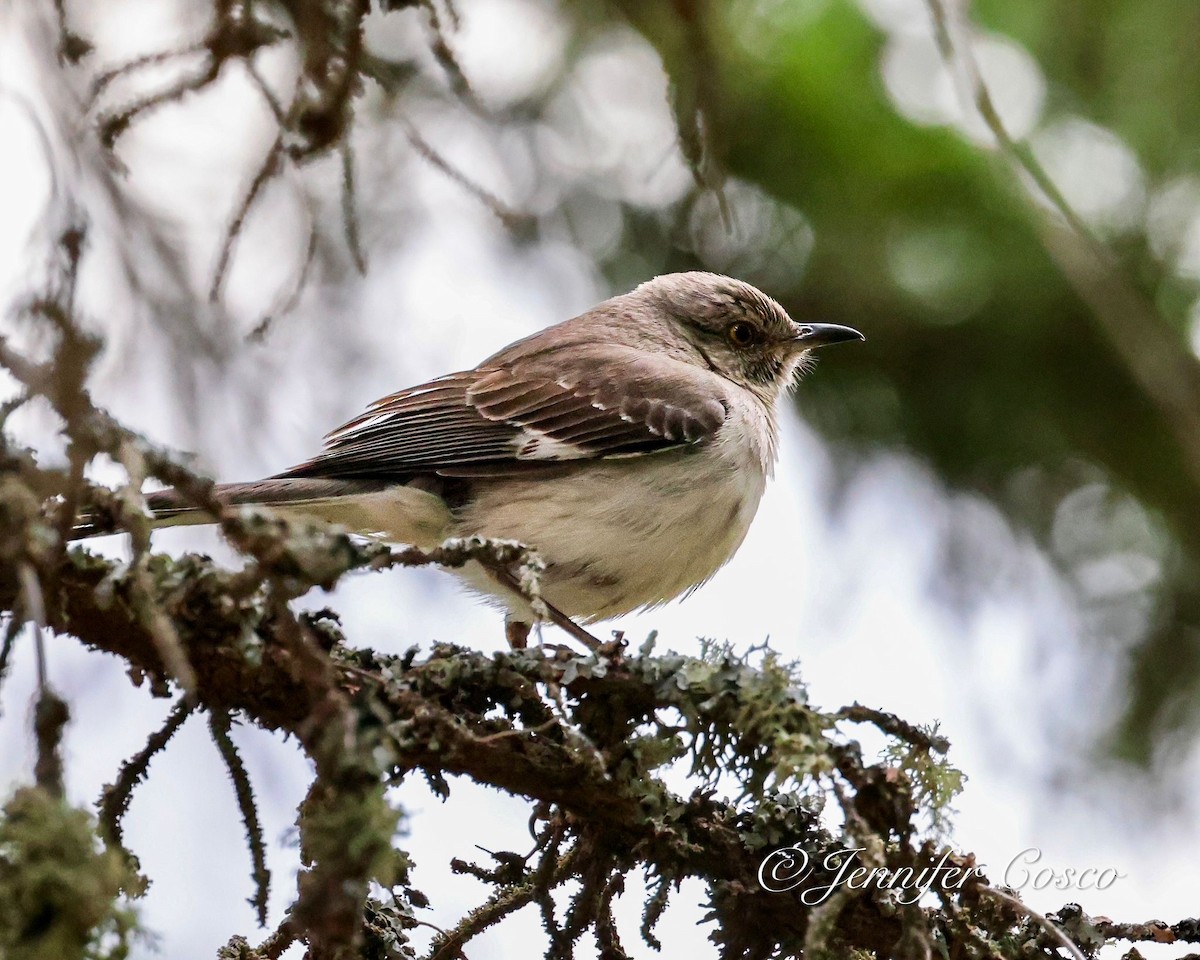 Northern Mockingbird - ML620197650