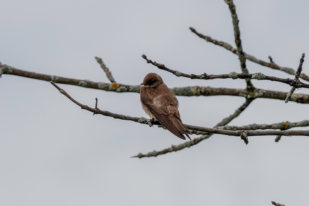 Northern Rough-winged Swallow - ML620197653