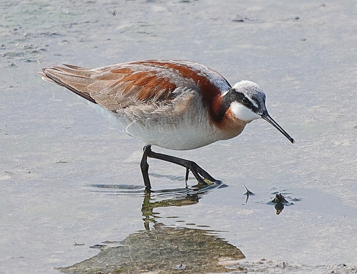 Wilson's Phalarope - ML620197656