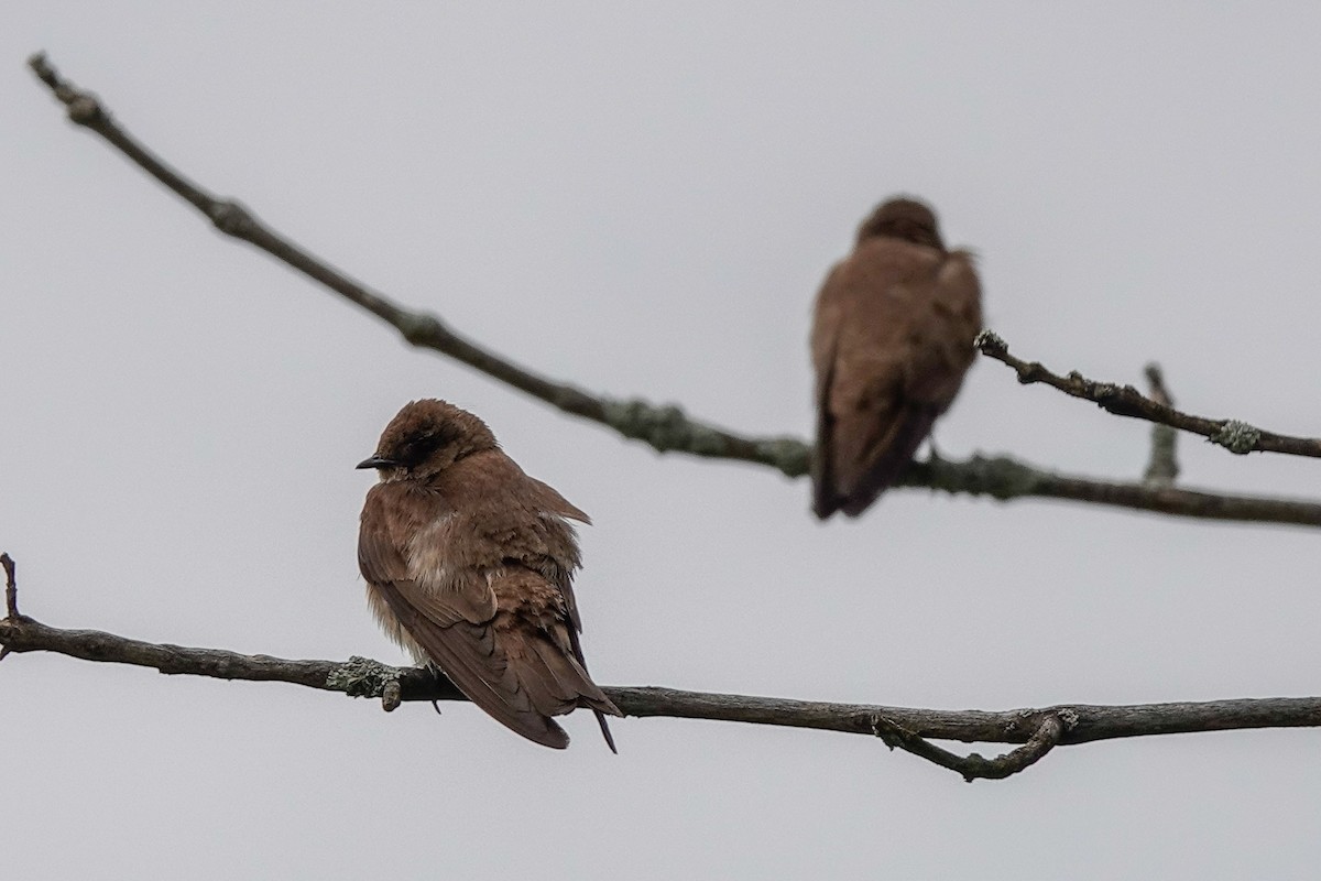 Northern Rough-winged Swallow - ML620197657