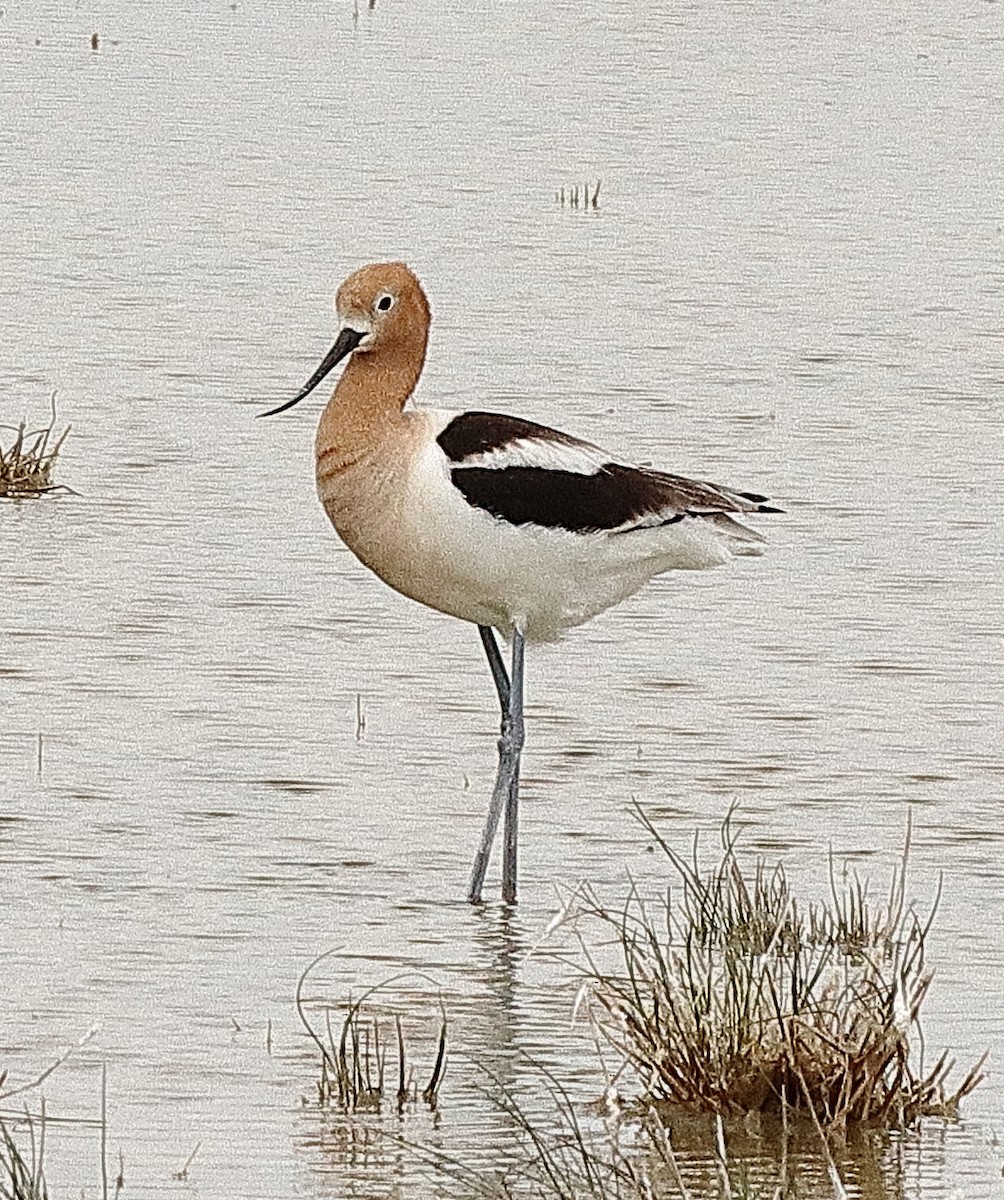 Avoceta Americana - ML620197663