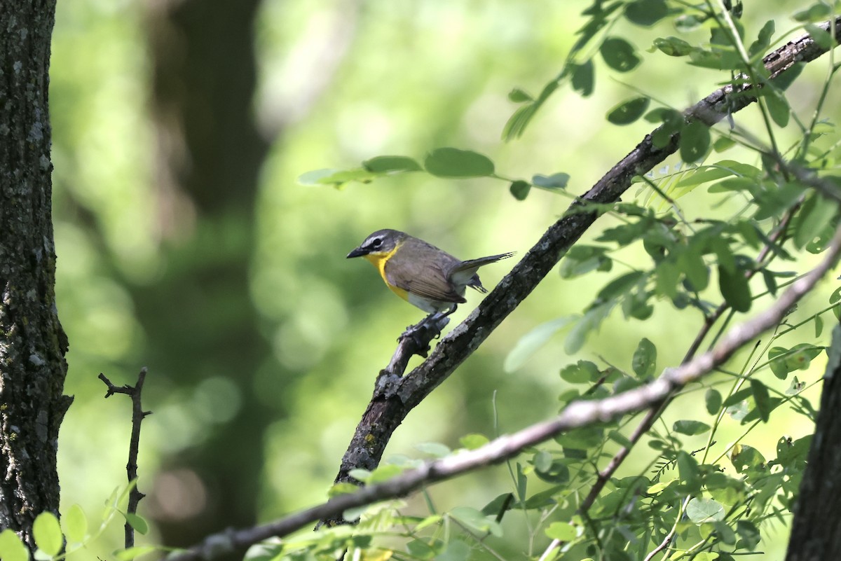 Yellow-breasted Chat - ML620197668