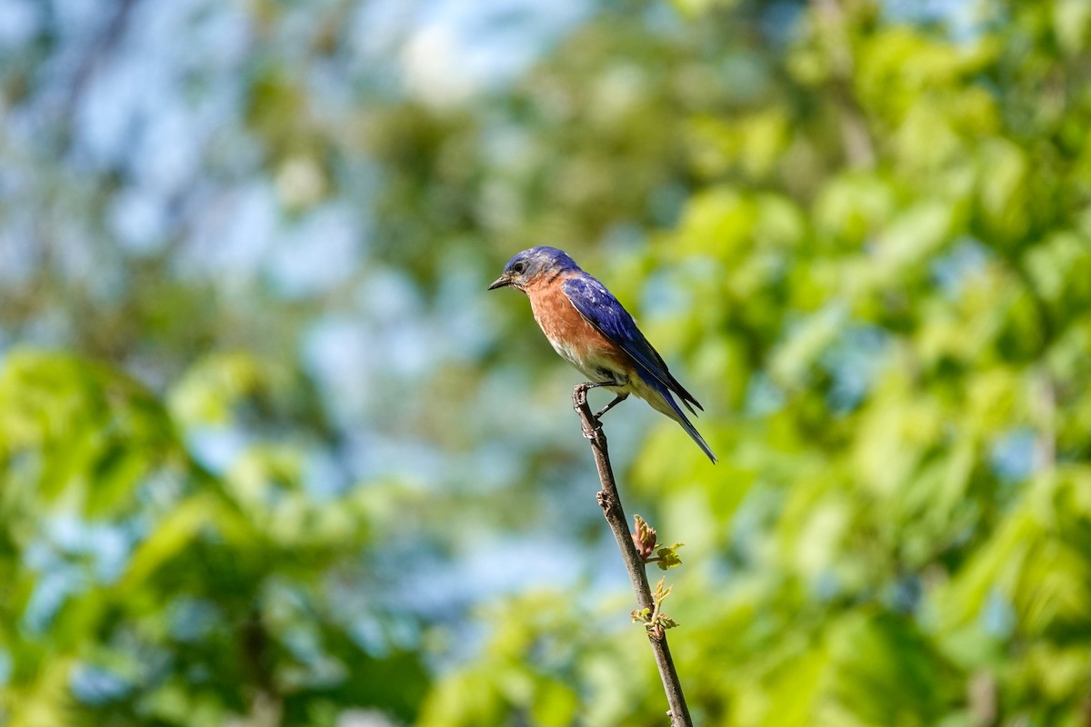 Eastern Bluebird - ML620197673