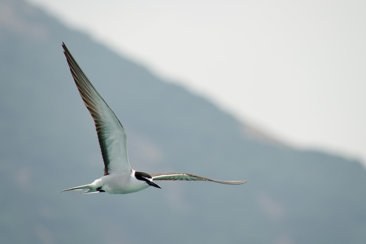 Bridled Tern - ML620197677