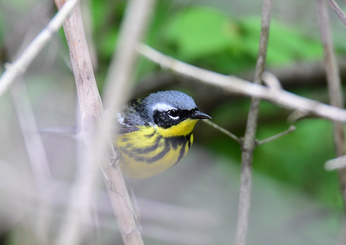 Magnolia Warbler - ML620197681