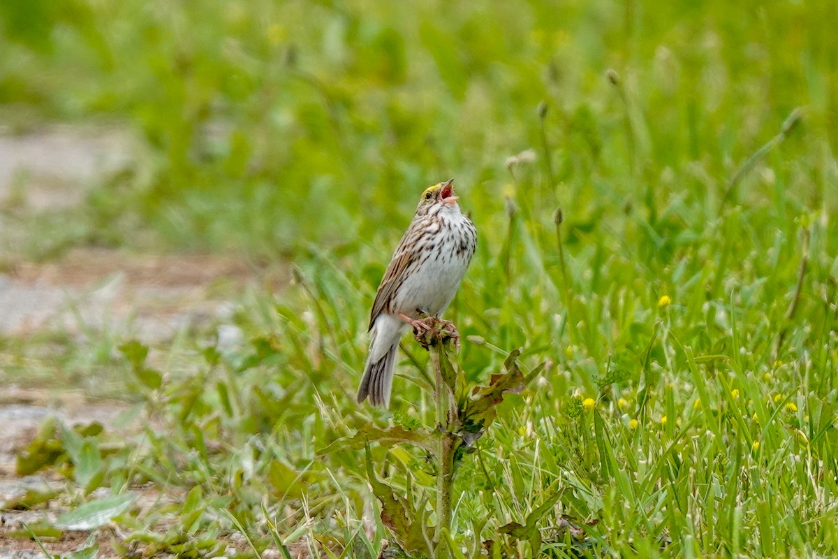 Savannah Sparrow - ML620197687